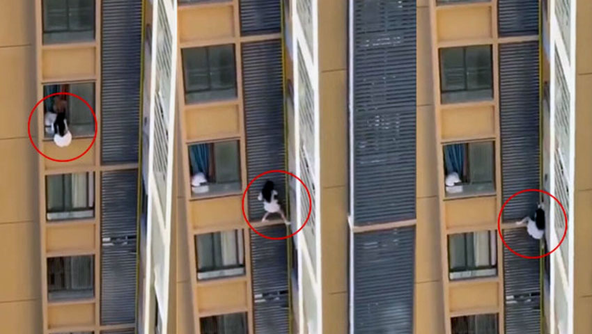 প্রেমিকের স্ত্রীকে দেখে ১১ তলা থেকে পাইপ বেয়ে পালালেন তরুণী