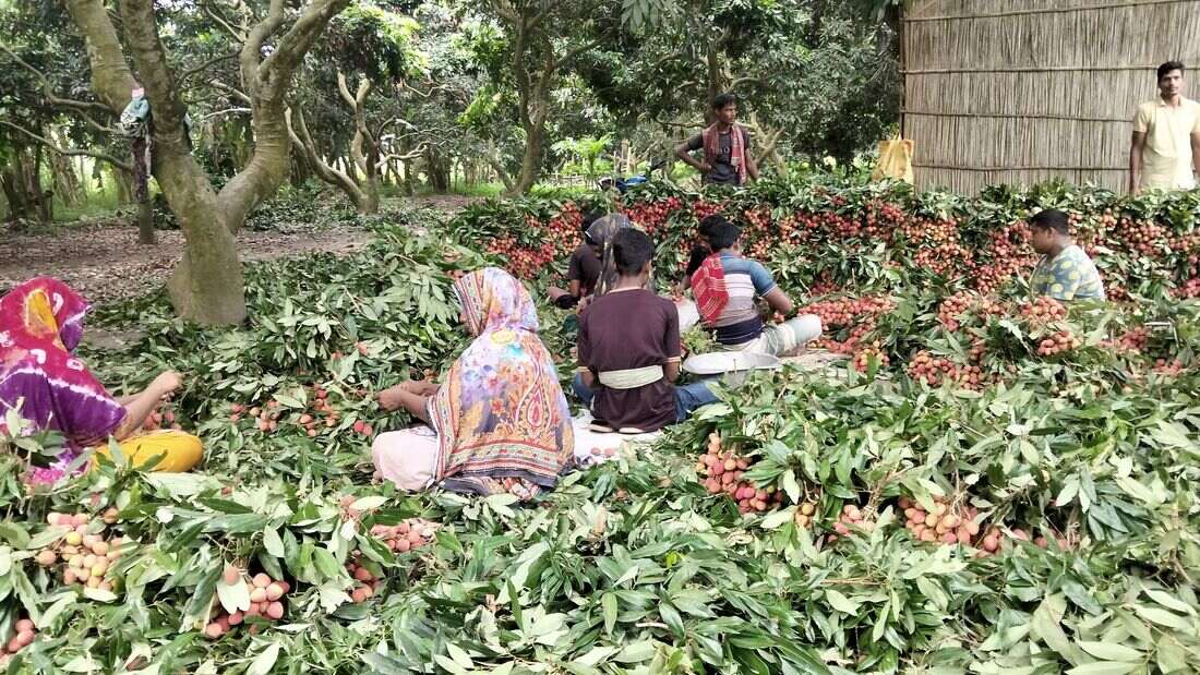 বাজারে উঠেছে ঈশ্বরদীর বোম্বাই লিচু