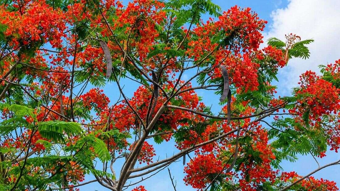 ঢাকা-ময়মনসিংহ মহাসড়কে সৌন্দর্য ছড়াচ্ছে কৃষ্ণচূড়া
